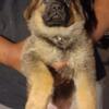 FULL BLOODED FEMALE GERMAN SHEPHERD PUPPIES FOR SELL $450