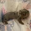 Miniature Dachshund Puppy
