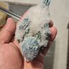 Green/ blue quaker parrot babys