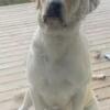 Yellow Lab Stud For Sale
