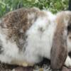 Mini lop bunnies for sale