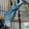 Blue Female Indian Ringneck $350 Available
