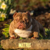 Matrix our Nano is open for stud