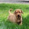AKC registered fox red pointing Labradors