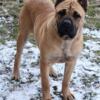 Cane Corso Fawn Female 18 Months Old