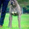 Grand Champion Stud Service Available