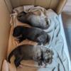 HIGH CONTENT WOLF DOG PUPPIES FOR SALE
