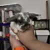 Closing Rabbitry rehoming all Rabbits