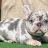 Parri French Bulldog male puppy for sale. $2,500
