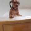 XL pitbull puppy for sale