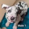 Amazing Euro Great Dane puppies 5 males 2 females