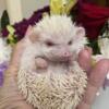 Hedgehog/Albino Female