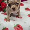 Tiny Super Cute Chihuahua Puppies