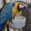 Blue and gold macaw female