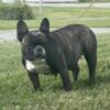 Adult frenchie pet or full akc tri carrier