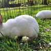 Californian rabbits for sale