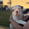 American Bulldog Puppies for Sale!