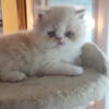 male KITTEN  pure persian white and tan exotic pushed nose