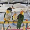 White Bellied and Black Headed Caique Babies WEANED!