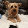 Yorkie, Maltese & Poodle adults