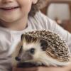 Why Adopt a Hedgehog