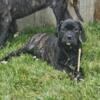 Female Cane Corso looking for her forever home.