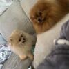pomeranian puppies one girl avaiable