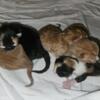 Kittens born may 19th!