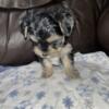 Gorgeous Very Small Male Morkie (Maltese-Yorkie) Puppy For Sale Oak Park, MI