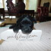 Tiny Toy Poodle Solid Black Female CKC Reg. D.O.B. 4/17