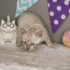 Snow Bengal Kittens - 2 boys and 2 girls - Sioux Falls, SD