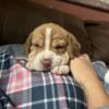 Sharp eagle puppies for sale