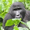 3 days Gorilla tracking Bwindi Impenetrable Forest National Park