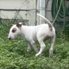 Beautiful Female Bull Terrier Puppies For Sale