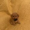 AKC BEAUTIFUL SMALL  APRICOT TOY POODLE GIRL PUPPY ( PICK OF LITTER 
