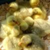 Embden baby geese - available now!