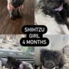 Shihtzu girl looking for sweet home