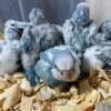 Quaker parrot babys available