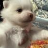 Pom babies white and tan for sale