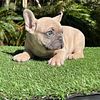 Ckc French bull dogs