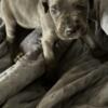 Only 2 Gorgeous Cane Corso Puppies left. Anderson Indiana