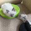 Blue and lilac ragdoll kittens ready soon for new homes