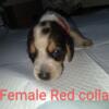 Beagle puppies 8 weeks old June 01, 24 several colors