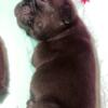 Chocolate Frenchie puppy female AKC