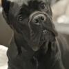 14month old Cane corso