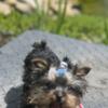 Tiny Teacup Yorkshire terrier  *short, Colby bodied * Family raised and loved !