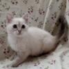 Beautiful Siamese kitten