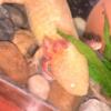 Rare Axolotl Babies For Sale