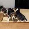 babies LITTLE SNOOPIES BEAGLES 13 INCH AND UNDER READY TO GO