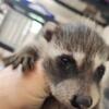 4 week old male raccoon obo